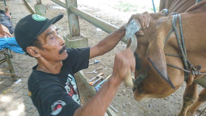 Jelang Idul Adha 2025, Permintaan Salon Sapi di Pasar Hewan Tulungagung ...