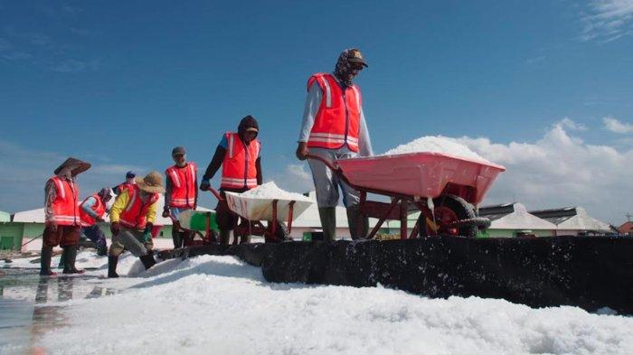 Produksi Garam PT Garam di Sampang Turun Akibat Cuaca Ekstrem, Target 150 Ribu Ton Terancam Gagal