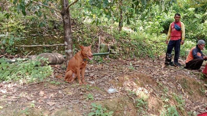Pemdes Karangturi, Kecamatan Munjungan, Kabupaten Trenggalek beli anjing untuk berburu babi hutan yang sering menyerang kebun dan lahan pertanian.