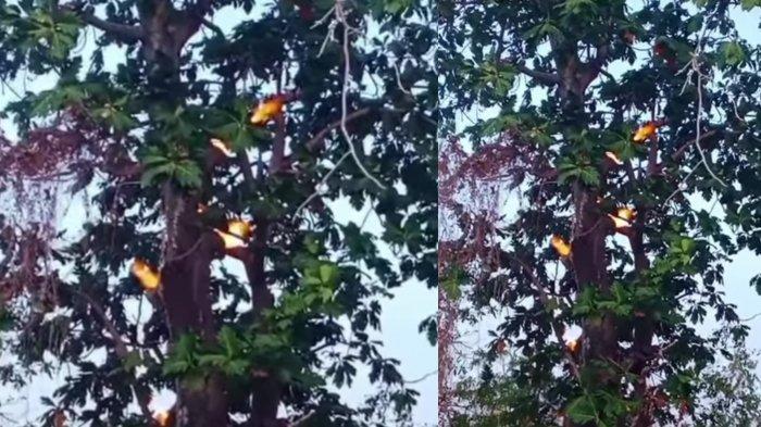 Penampakan aneh pohon mengeluarkan api di Sumenep viral di media sosial