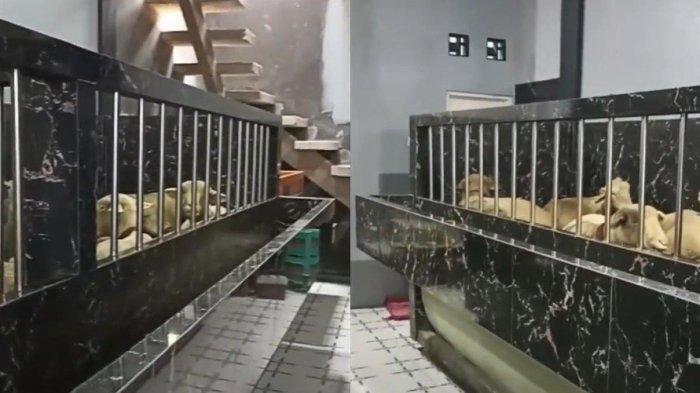 Penampakan kambing atau domba sultan dibuatkan kandang mewah pemiliknya
