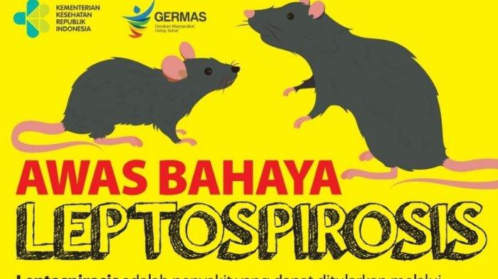 Penyakit Kencing Tikus Membunuh Pria 57 Tahun di Ngunut, Tulungagung