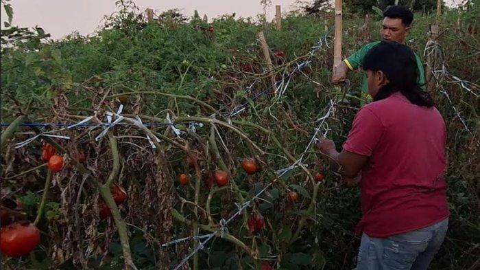 Petani tomat di Desa Sidomulyo, Kecamatan Sidorejo, Kabupaten Magetan membiarkan hasil tanamannya membusuk karena harga jual tomat yang anjlok, Minggu (28/7/2024)