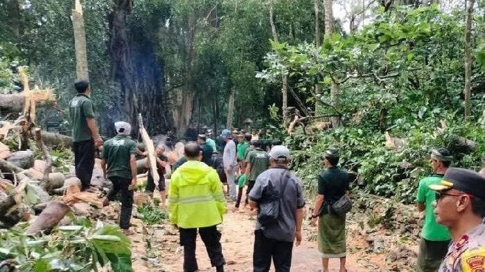  Proses evakuasi pohon tumbang di Monkey Forest, Ubud, Bali pada Selasa, 10 Desember 2024. Sosok 2 Korban Pohon Tumbang di Monkey Forest Bali, Jasad Dititipkan di RSU Kenak Medika Ubud