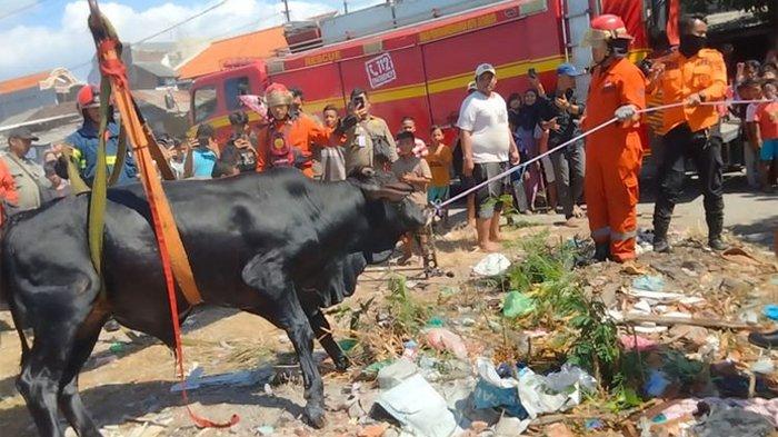 Proses evakuasi sapi masuk bozem di Surabaya