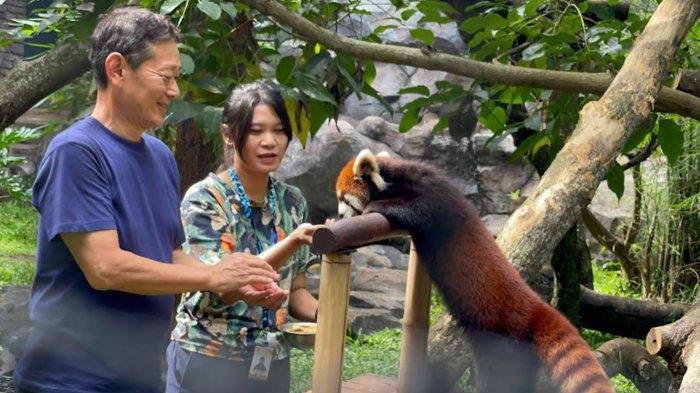 
Konsul Jendral Jepang Mr. Takeyama Kenichi (baju biru) saat melihat Red Panda hasil kerja sama International Breeding program sama antara PT Bunga Wangsa Sedjati (JTP) dengan Japanese Association of Zoos and Aquariums (JAZA), Minggu (15/12/2024). 


