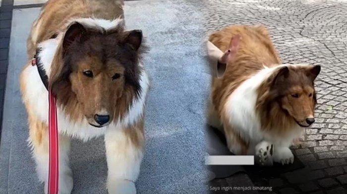 Toco telah mengubah dirinya jadi seekor anjing setelah menghabiskan lebih dari Rp 200 juta