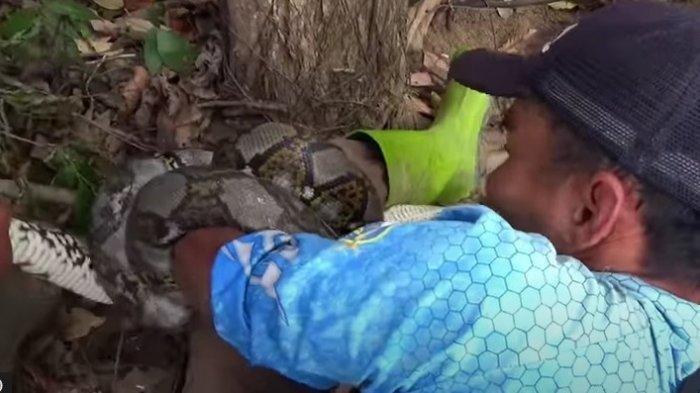 Video YouTuber Dililit Ular Piton Saat Mancing Terekam, Berusaha Lepaskan Sampai Tangan Mati Rasa