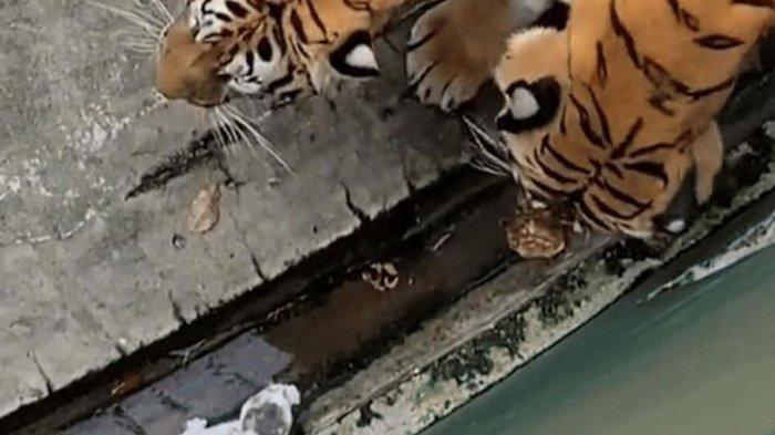 Viral Anak Kucing Masuk Kandang Harimau, Pengunjung Kebun Binatang Panik, Berhasil Diselamatkan?