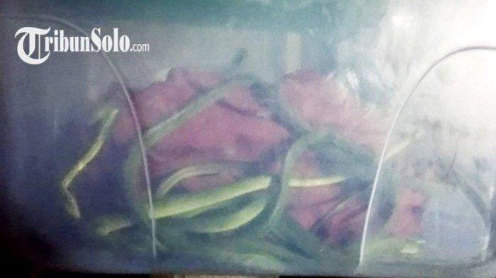 Warga Colomadu dapat kiriman ular misterius (TribunSolo)