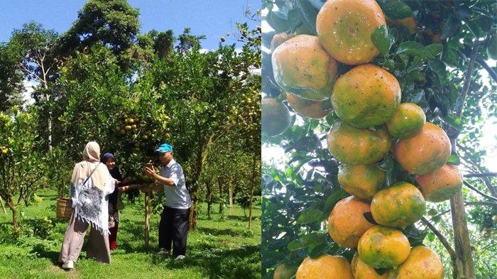 Wisata Agro Petik Jeruk pengalaman memetik buah jeruk langsung dari pohonnya