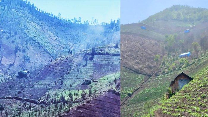 Kawasan hutan konservasi di wilayah TNBTS yang jadi gundul, hutan sudah beralih fungsi menjadi lahan pertanian kentang