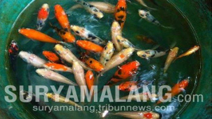 ILUSTRASI - Ikan koi.  Seorang warga di Blitar ditemukan meninggal memeluk guling saat menjaga kolam ikan koi, Jumat (5/6/2020)