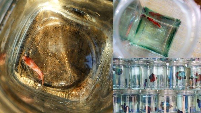 Cupang Stres karena Wadah Terlalu Kecil? ini Solusinya! Cupang Stres karena Wadah Terlalu Kecil? ini Solusinya!