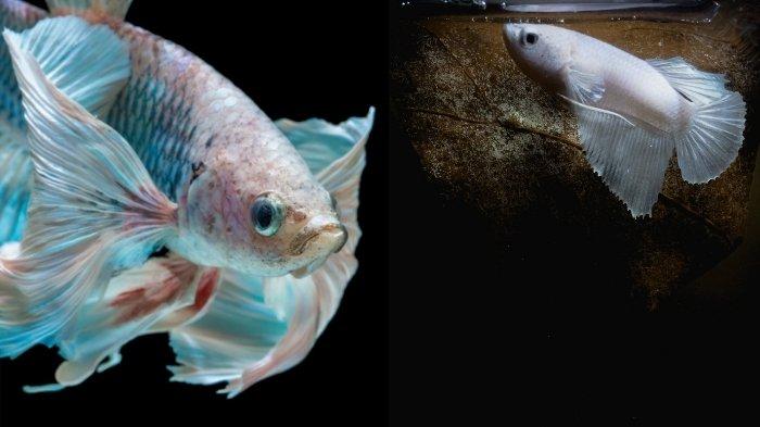 Mengapa Ikan Cupang Tiba-Tiba Mengambang Miring? Temukan Solusinya!