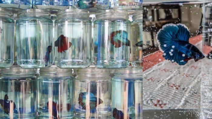 Cupang Berdiam di Dasar Air Tanda Apa? Kenali Penyebabnya! Cupang Berdiam di Dasar Air Tanda Apa? Kenali Penyebabnya!