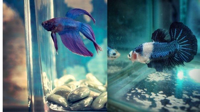 Tanda Cupang Terinfeksi Bakteri Sirip: Ciri-Ciri dan Penanganannya