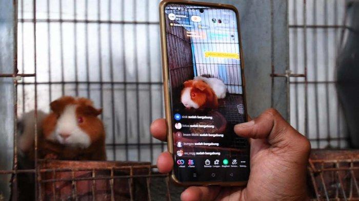 Mawan Nurdiansyah menjual marmut (Cavia porcellus) hias yang dibudidayakan di Omah Marmut Malang menggunakan media sosial di Kecamatan Dau, Kabupaten Malang, Jawa Timur, Rabu (7/8/2024).