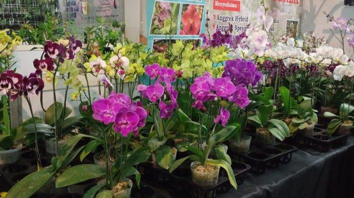 Pameran Anggrek Batu International Orchid Show 2022 Hasilkan Cuan ...