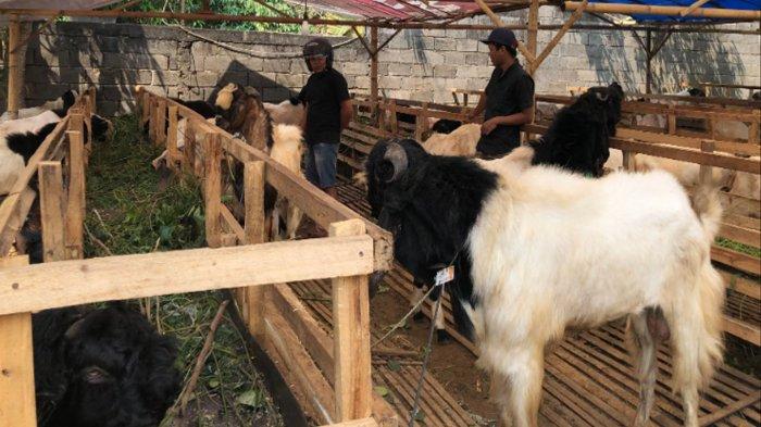 Penjual hewan kurban di Jalan Sultan Agung Kota Batu, Selasa (11/6/2024)
