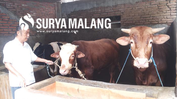 S Riko Sapi Terpopuler 2016 : Geger Puluhan Sapi di Sumbersuko Malang Mati Mendadak ...