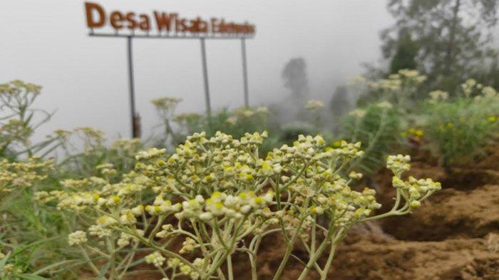 Taman Edelweiss di Desa Wisata Edelweiss di Desa Wonokitri, Kabupaten Pasuruan yang menjadi tempat konservasi dan edukasi wisata bunga edelweiss.