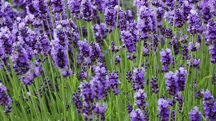 Jangan Remehkan Bunga Lavender, Kehadirannya di Rumah Sanggup Membuat ...