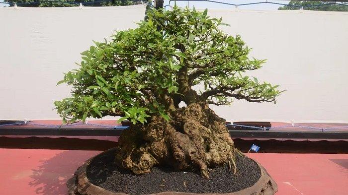 Ilustrasi visual menjaga keseimbangan nutrisi tanah bonsai menjaga keseimbangan nutrisi tanah bonsai untuk tumbuhan sehat