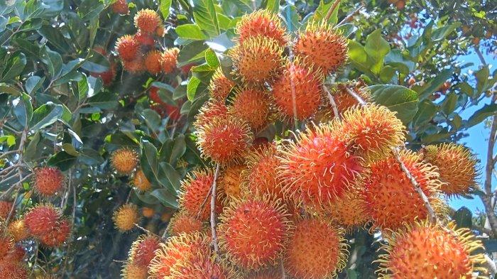 Buah Rambutan di Jailolo Kabupaten Halmahera Barat
