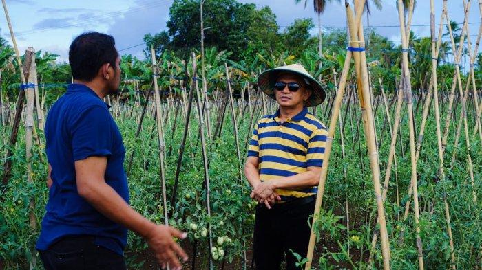 Pj Bupati Muhammad Umar Ali tampak berbincang dengan Plt Kadis Pertanian Morotai, M Agung Pono di lokasi penanaman, Minggu (14/1/2024)