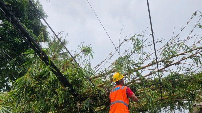 Petugas PLN melakukan pembersihan JTR yang tertimpa pohon bambu