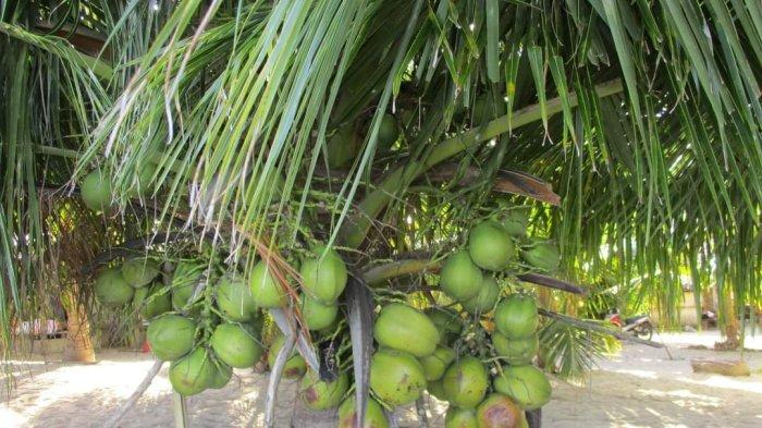 Pohon kelapa terpendek sedunia ada di Desa Bido, Kecamatan Morotai Utara, Kabupaten Pulau Morotai, Maluku Utara, Selasa (23/8/2022).
Artikel ini telah tayang di TribunTernate.com dengan judul Desa Bido Wisata Morotai yang Tawarkan Keunikan Kelapa Terpendek Dunia, https://ternate.tribunnews.com/2022/08/23/desa-bido-wisata-morotai-yang-tawarkan-keunikan-kelapa-terpendek-dunia?page-all.
Penulis: Fizri Nurdin | Editor: Mufrid Tawary
