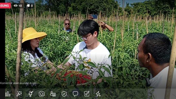 Ketua HKTI Maluku Utara Sherly Tjoanda bersama anaknya Edbert Laos panen tomat dan cabai di Morotai, Jumat (30/6/2023)