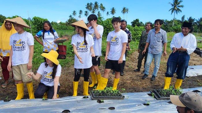Ketua HKTI Provinsi Maluku Utara Sherly Tjoanda dan komunitas CEK bersama Dinas Pertanian dan Ketahanan Pangan Kabupaten Pulau panen tomat dan cabai, Jumat (30/6/2023)