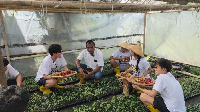Anak Benny Laos dan Sherly Tjoanda yakni Edbert Laos bersama komunitas CEK saat melihat langsung bibit tomat milik Sofyan Tomagola di Desa Pilowo, Kecamatan Morotai Selatan, Jumat (30/6/2023)