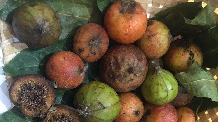 Buah dari Pohon Loa yang tumbuh di Malang, Jawa Timur.