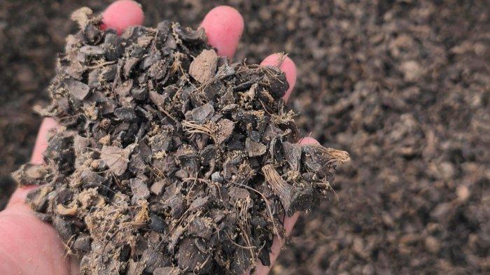 BIOMASSA - 350 Ton Cangkang Sawit untuk biomassa PLTU Tidore, Sabtu (29/3/2025).