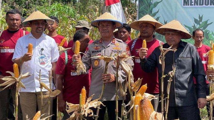 AGENDA: Kapolda Maluku Utara Irjen Pol Waris Agono menghadiri panen raya jagung di Desa Oba, Kecamatan Oba Utara, Kota Tidore Kepulauan, Kamis (5/6/2025).