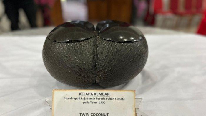 HUT SANGIHE : Kelapa Kembar dihadirkan dalam Pesta Adat Tulude 2025, yang merupakan inti rangkaian HUT ke-600 Kepulauan Sangihe. Kelapa Kembar adalah Upeti Raja Sangihe untuk Sultan Ternate pada tahun 1750. ( Foto : Disparda Kepulauan Sangihe).