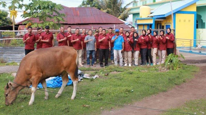 HEWAN KURBAN - Ilustrasi hewan kurban. Pemkab Halmahera Selatan menyediakan 68 ekor sapi sebagai hewan kurban Idul Adha 2025.