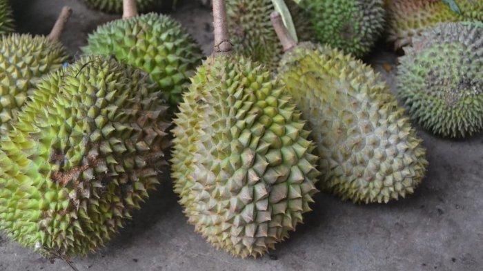 Buah Durian di Halmahera Barat, Maluku Utara.