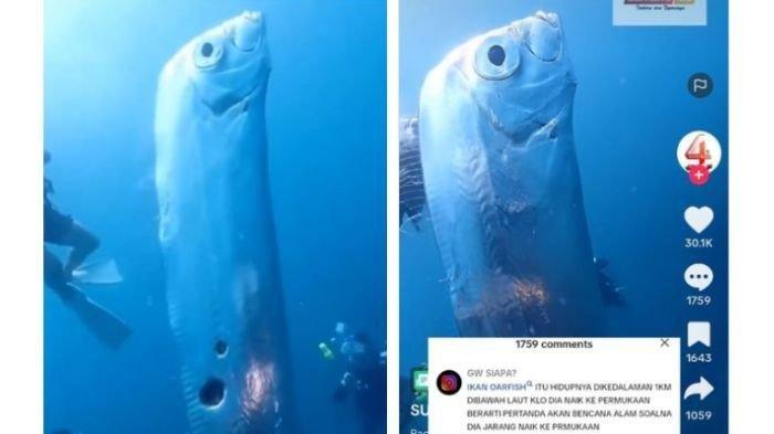Ikan oarfish yang muncul ke dekat permukaan laut di Taiwan dan sempat viral di media sosial.