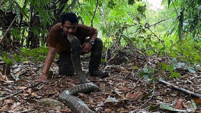 Panji Petualang saat bersama ular king kobra Garaga.