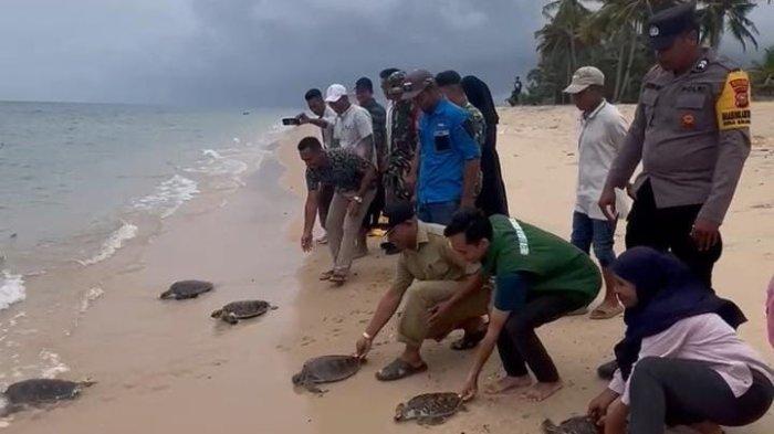 ALAM: pelepasan 6 ekor bayi penyu di pesisir pantai Kecamatan Lede, Pulau Taliabu, Maluku Utara, Rabu (2/7/2025)