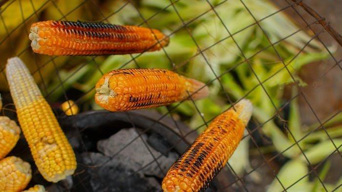 ILUSTRASI Jagung Bakar, sajian untuk merayakan Tahun Baru