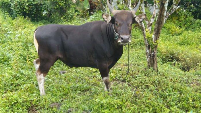 Salah satu hewan Ternak Sapi milik warga Halmahera Barat yang sedang dalam pengawasan, Selasa (21/6/2022). Sapi-sapi di Halmahera Barat diawasi dari penyakit PMK.