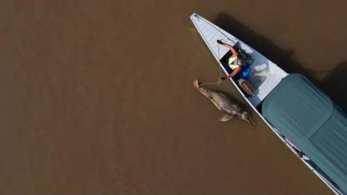 Lumba-lumba Amazon mati di pertemuan Danau Tefe dan Sungai Solimoes di Tefe, negara bagian Amazonas, Brasil, pada 1 Oktober 2023.