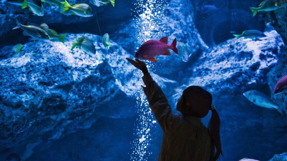 Akuarium Sumida, satu tempat wisata indoor di Tokyo Jepang.