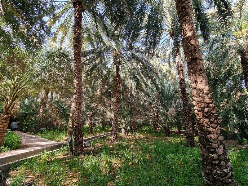 Al Ain Oasis, satu tempat wisata hits di Abu Dhabi, UEA.