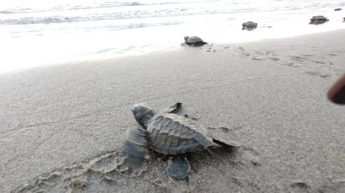 Anak penyu atau tukik yang dilepasliarkan di Pantai Kampung Bangko di Manggarai Barat, NTT.